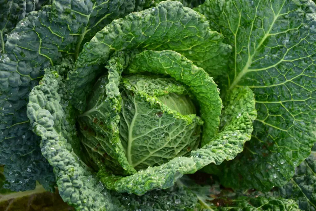 4 Types of People Who Should Probably Skip Cabbage